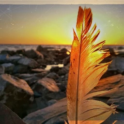 wapbordermask feather sunset
