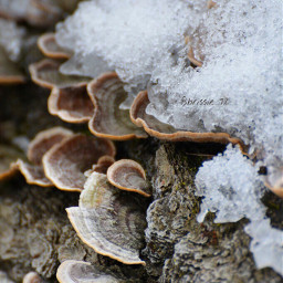 fungus fungi snow winter forres