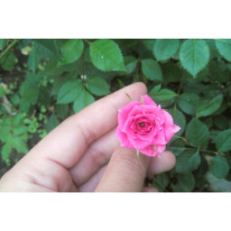 babyrose rose garden