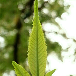 bokeh wppgreen green nature tree