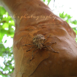 photography nature insects little