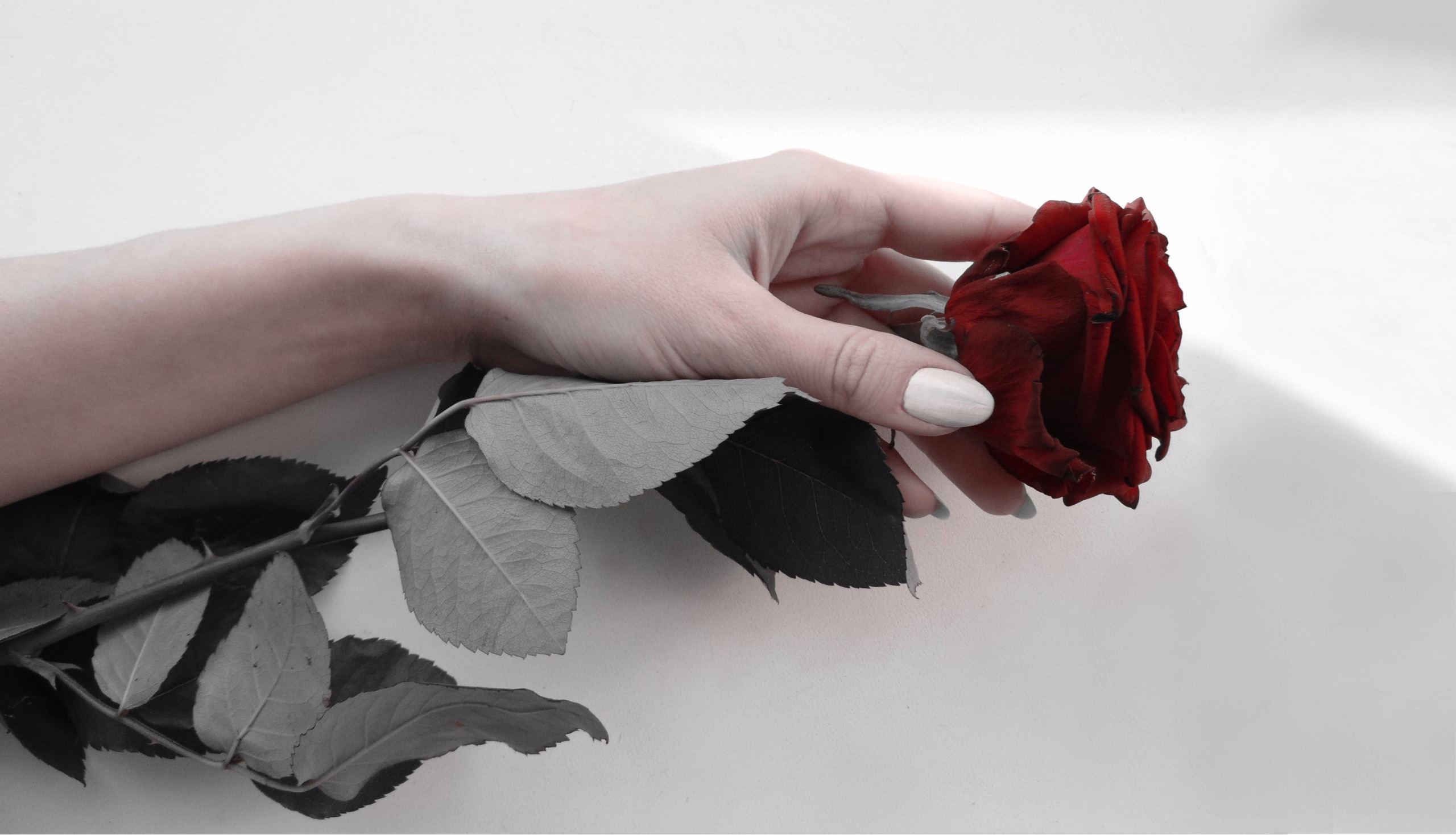 грустной запятой роза на столе