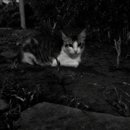 cat blackandwhite monochrome inthedark cute